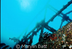 Wreck of the Almajane off Atlantis resort. Nikonos V 20mm... by Marylin Batt 